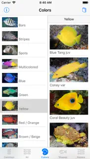 easy fish id caribbean iPhone Captures Décran 4