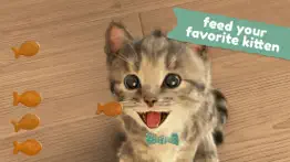 little kitten favorite pet cat iphone images 4