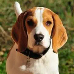 beagle sounds & dog sounds! logo, reviews