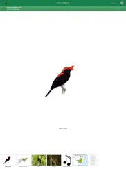birds of brazil ipad images 1