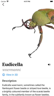 insecta - study insects in ar iphone images 2