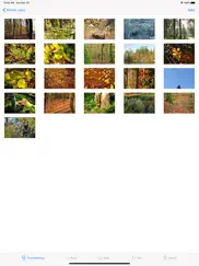 shinrin-yoku - forest bathing ipad images 2