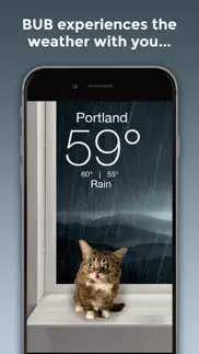 lil bub cat weather report iphone images 2