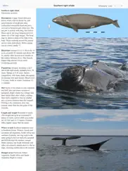 dolphins and whales ipad images 2