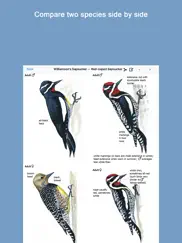 sibley birds 2nd edition ipad images 2