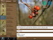 winter tree id - british isles iPad Captures Décran 2