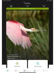 audubon bird guide ipad images 1