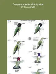 sibley guide to hummingbirds ipad images 3