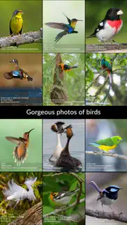 birdseye bird finding guide iphone images 1