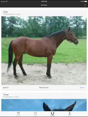 my horses ipad images 1