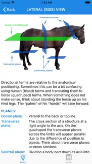 equine anatomy learning aid iphone images 3
