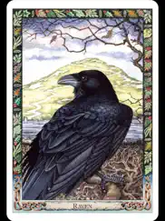 druid oracle cards ipad images 2