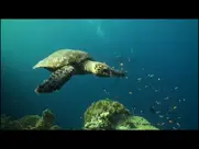 video touch - Подводный Мир айпад изображения 4