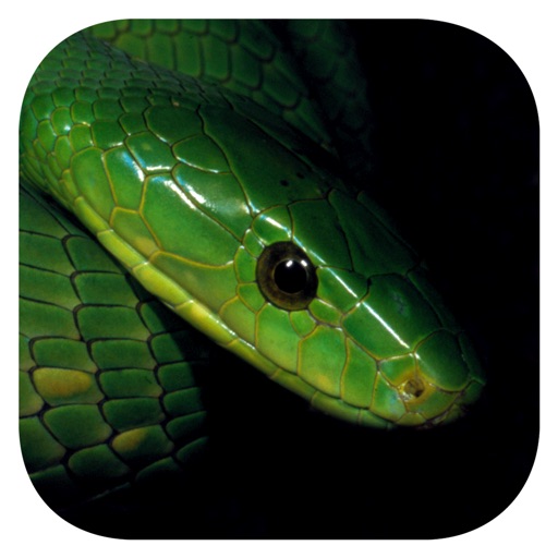 eSnakes Southern Africa app reviews download