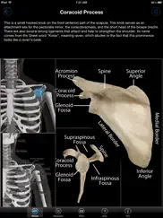 skeletal anatomy 3d ipad resimleri 2