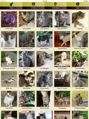 hemingway cats ipad images 3