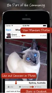 tag a cat - the cat photo app iphone images 4