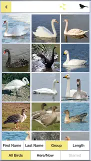 pocket bird guide, netherlands iphone images 2