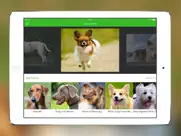 chiens 2 pro iPad Captures Décran 1
