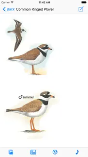 iberian peninsula bird id iphone images 1