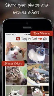tag a cat - the cat photo app iphone images 1