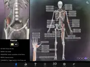 muscle & bone anatomy 3d ipad images 4