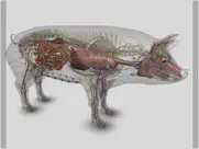 3d pig anatomy ipad bildschirmfoto 3