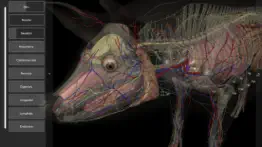 3d pig anatomy iphone bildschirmfoto 3