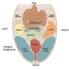 tongue diagnosis logo, reviews