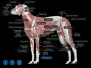 dog anatomy: canine 3d ipad resimleri 1