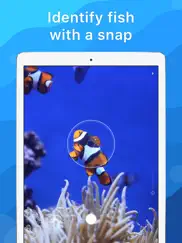 picture fish - reconocer peces ipad capturas de pantalla 1