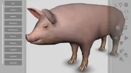 3d pig anatomy iphone bildschirmfoto 1