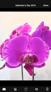 orchid album iphone images 3