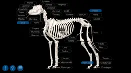dog anatomy: canine 3d iphone resimleri 3
