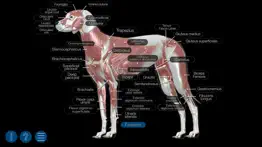 dog anatomy: canine 3d iphone resimleri 2