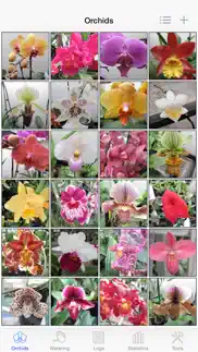 orchid album iphone images 1