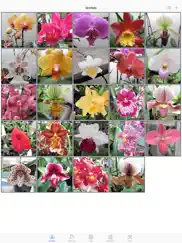 orchid album ipad images 1
