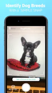 dogphoto - dog breed scanner iphone images 1