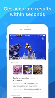 picture fish - reconocer peces iphone capturas de pantalla 2