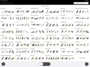 collins bird guide ipad capturas de pantalla 1