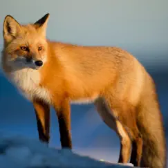 fox hunting calls logo, reviews