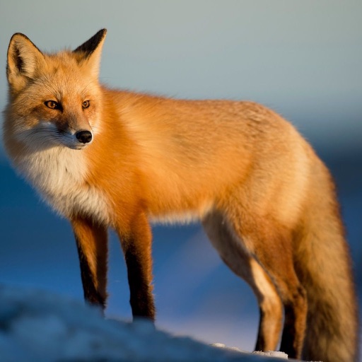 Fox Hunting Calls app reviews download