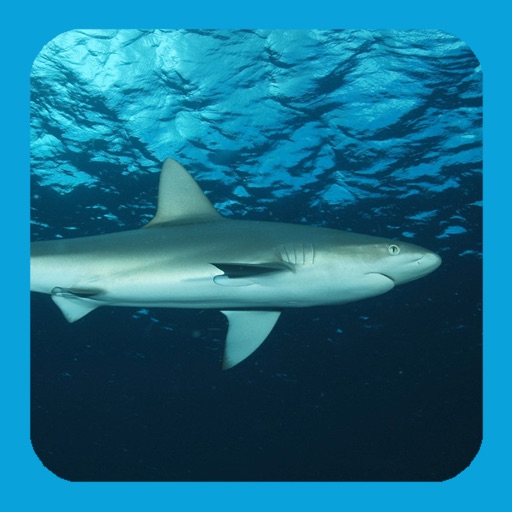 eGuide to Sharks and Rays app reviews download