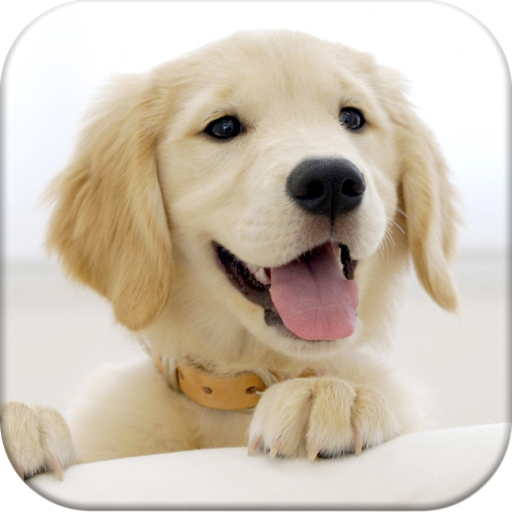 Dog Pairs app reviews download