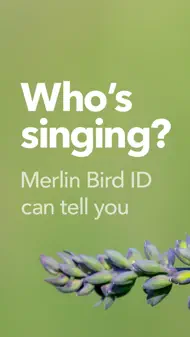 Merlin Bird ID by Cornell Lab iphone bilder 0