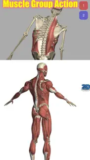 visual anatomy iPhone Captures Décran 4