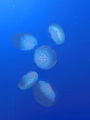jellyfishgo - appreciation ipad images 4