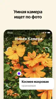 Яндекс — с Алисой айфон картинки 2