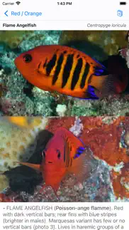 tahiti fish id iPhone Captures Décran 3