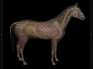 3d horse anatomy software ipad bildschirmfoto 4